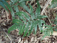 Arachniodes rhomboidea