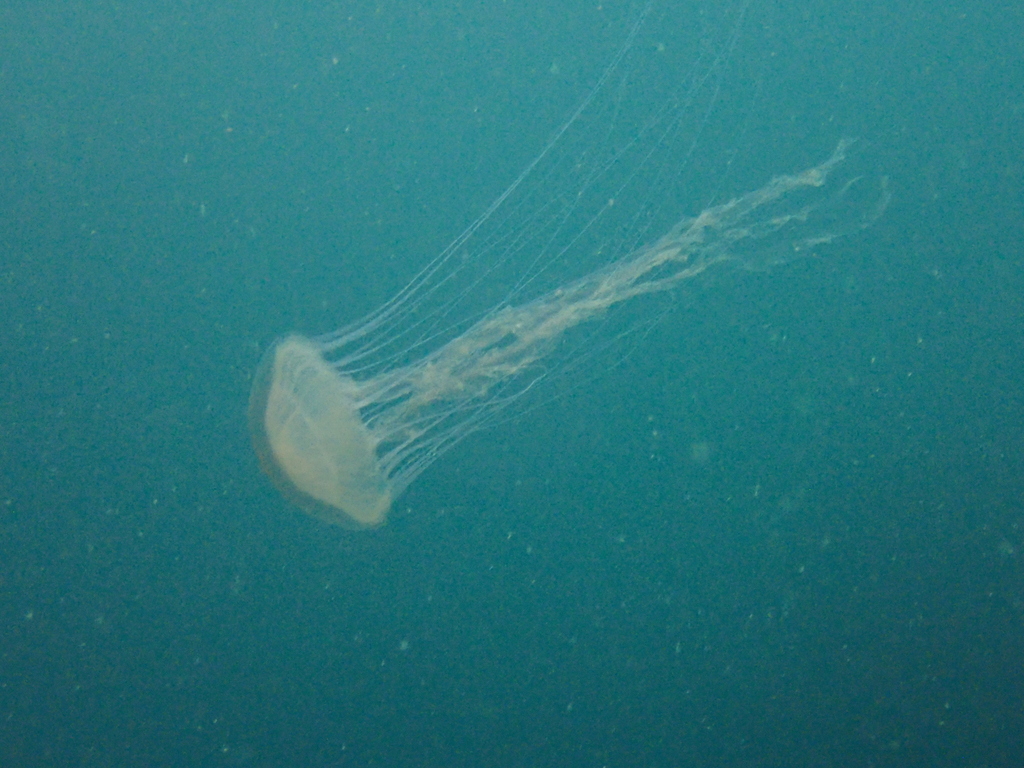 Compass Jelly from 22380 Saint-Cast-le-Guildo, France on August 11 ...