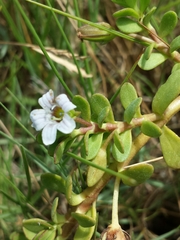Bacopa