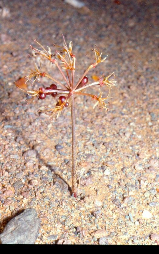 Namib Lilies
