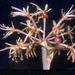 Namaquanula bruce-bayeri - Photo (c) Roddy CJ Ward, algunos derechos reservados (CC BY-NC), subido por Roddy CJ Ward