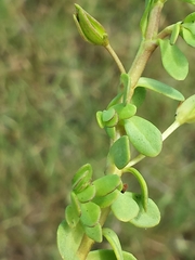 Bacopa