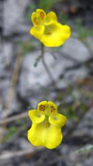 Hemimeris sabulosa