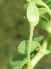 Bacopa