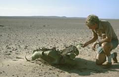 Welwitschia mirabilis image