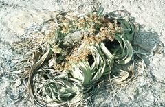 Welwitschia mirabilis image