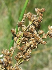 Juncus maritimus