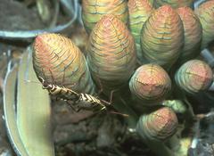 Welwitschia mirabilis image