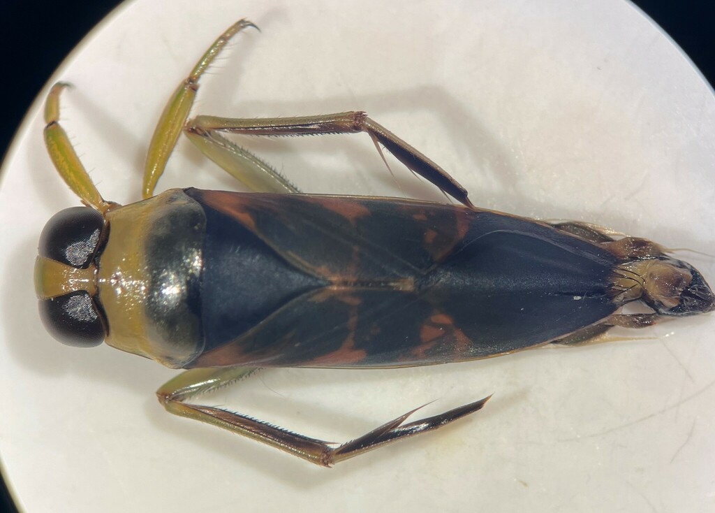 Notonecta montezuma