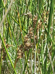 Juncus maritimus