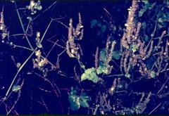 Isoglossa woodii