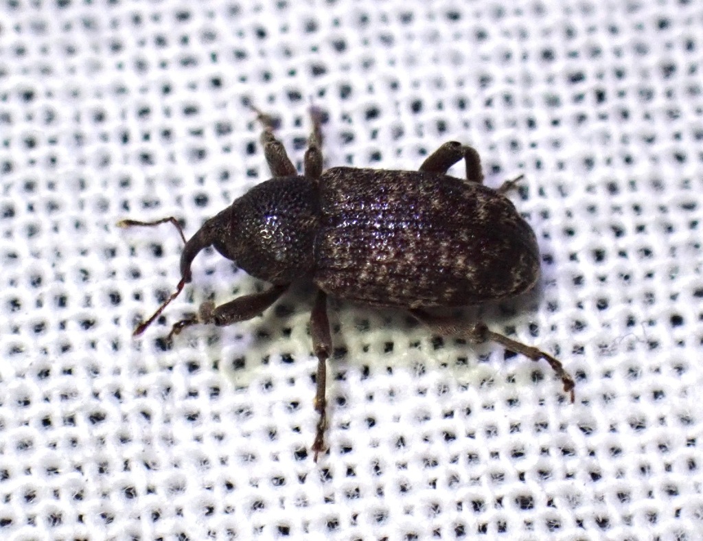 Zascelis irrorata