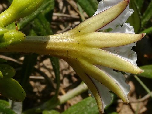 coastal inkberry (Scaevola plumieri)