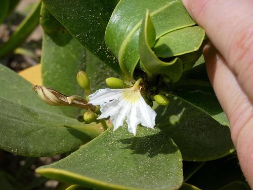 coastal inkberry