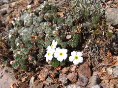 Androsace dasyphylla