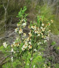 Erica tenuis