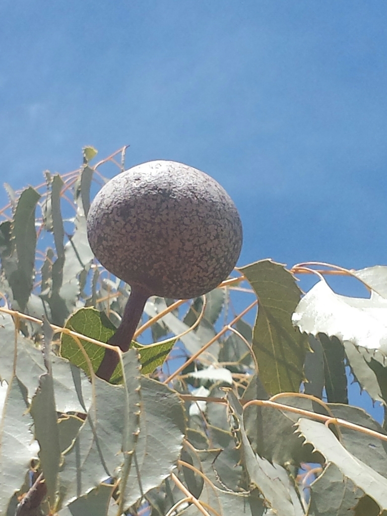Neobeguea