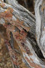 Dufourea
