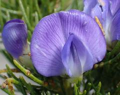 Psoralea speciosa