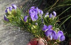 Psoralea speciosa