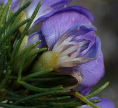 Psoralea speciosa