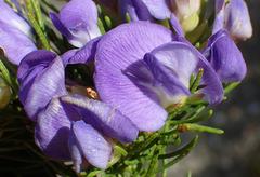 Psoralea speciosa