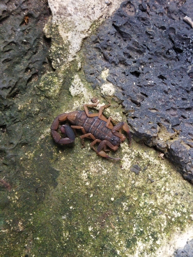 Centruroides flavopictus
