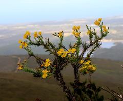 Osteospermum corymbosum