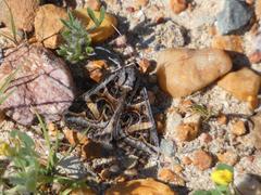 Cerocala vermiculosa