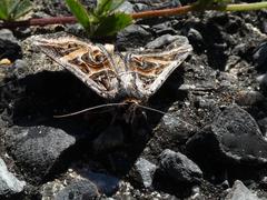 Cerocala vermiculosa