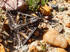 Cerocala vermiculosa