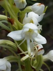 Habenaria quartzicola