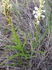 Habenaria quartzicola