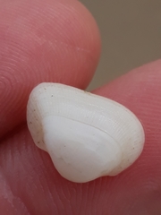 Striarca pisolina