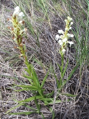 Habenaria quartzicola