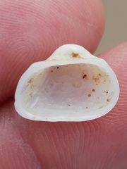 Striarca pisolina