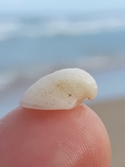 Striarca pisolina