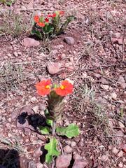 Crossandra greenstockii