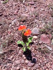 Crossandra greenstockii