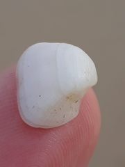 Striarca pisolina
