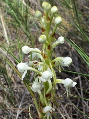 Habenaria quartzicola