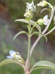 Exacum quinquenervium