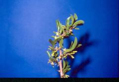 Ximenia caffra caffra