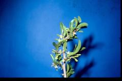 Ximenia caffra caffra