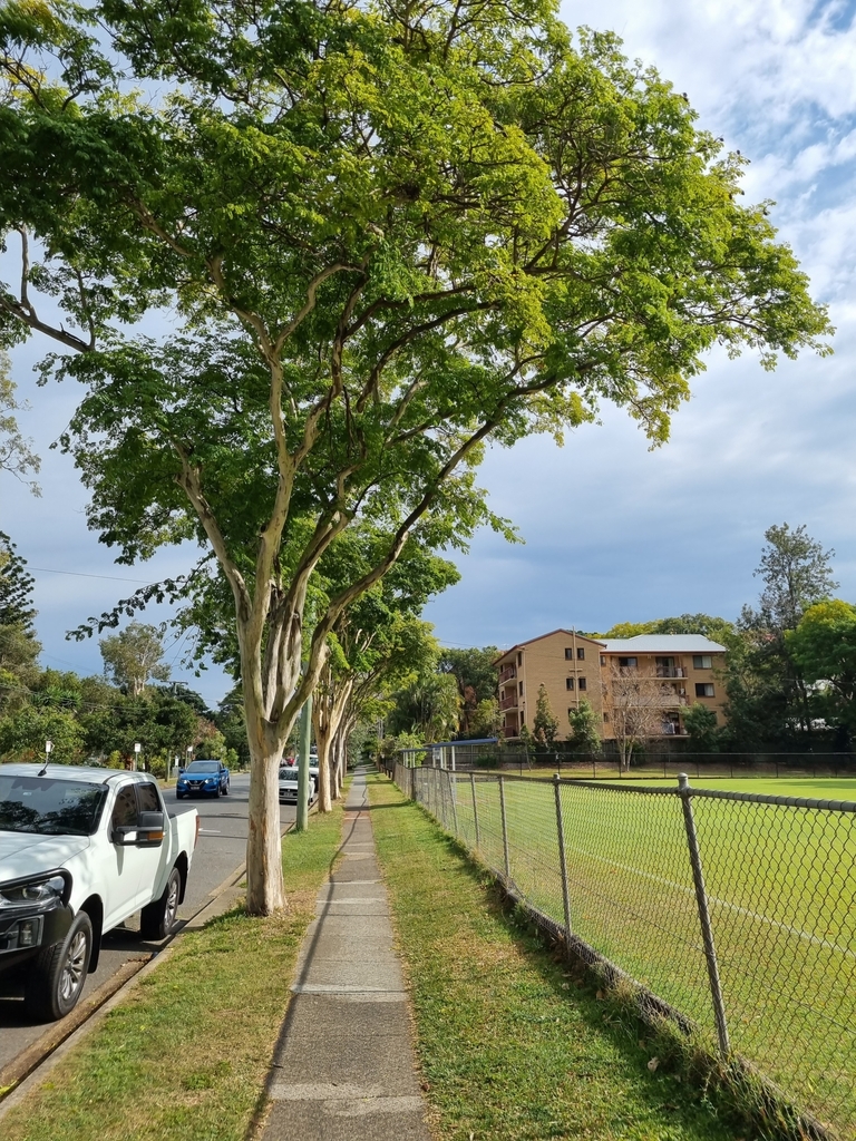 Brazilian ironwood from Auchenflower QLD 4066, Australia on August 18 ...