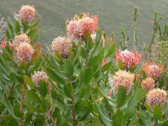 Leucospermum glabrum