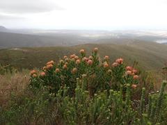 Leucospermum glabrum