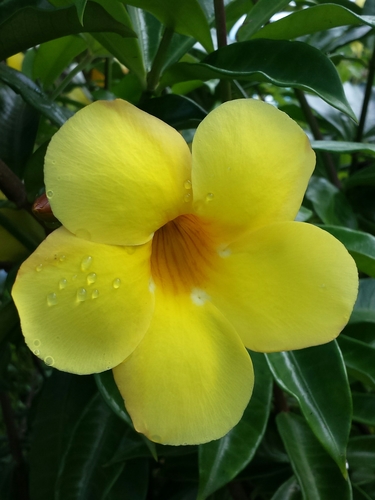 Allamanda cathartica image