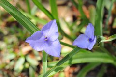Tradescantia