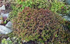 Rhododendron redowskianum